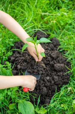 bahçede çocuk bitkileri ve sulama bitkileri. Seçici odaklama.