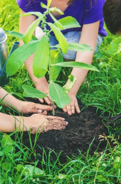bahçede çocuk bitkileri ve sulama bitkileri. Seçici odaklama.