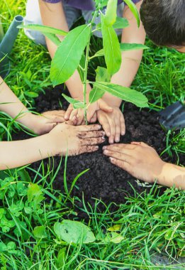 bahçede çocuk bitkileri ve sulama bitkileri. Seçici odaklama.