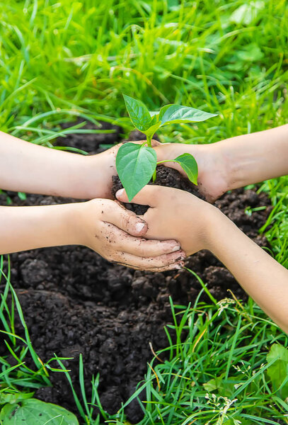 Children plant plants in the garden. Selective focus.
