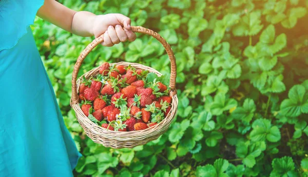 Barnet samlar jordgubbar i trädgården. Selektivt fokus. — Stockfoto