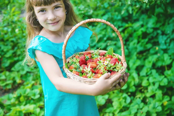 Ребенок собирает клубнику в саду. Селективный фокус . — стоковое фото
