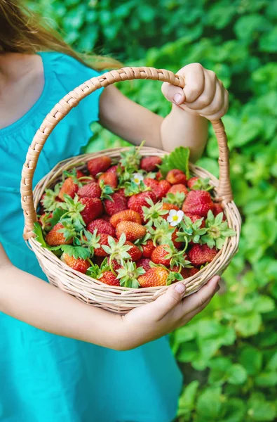 Het kind verzamelt aardbeien in de tuin. Selectieve focus. — Stockfoto