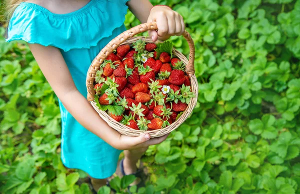 Il bambino raccoglie le fragole in giardino. Focus selettivo . — Foto Stock