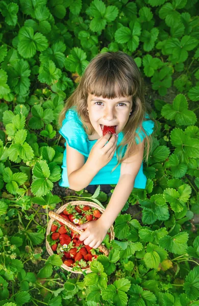 Het kind verzamelt aardbeien in de tuin. Selectieve focus. — Stockfoto