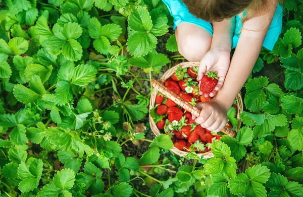 Anak itu mengumpulkan stroberi di kebun. Fokus selektif . — Stok Foto