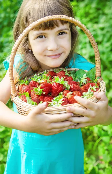 The child collects strawberries in the garden. Selective focus. — Stock Photo, Image