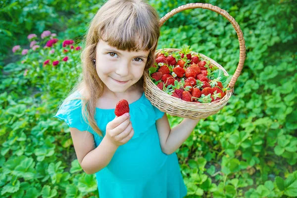 Il bambino raccoglie le fragole in giardino. Focus selettivo . — Foto Stock