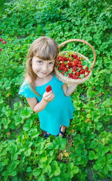 Das Kind sammelt Erdbeeren im Garten. Selektiver Fokus. — Stockfoto