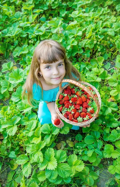 Das Kind sammelt Erdbeeren im Garten. Selektiver Fokus. — Stockfoto