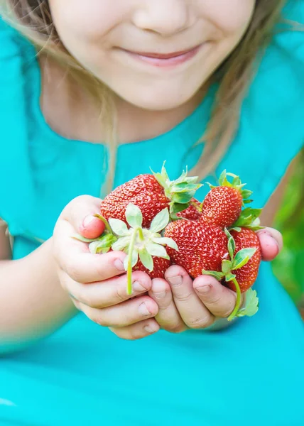 Het kind verzamelt aardbeien in de tuin. Selectieve focus. — Stockfoto