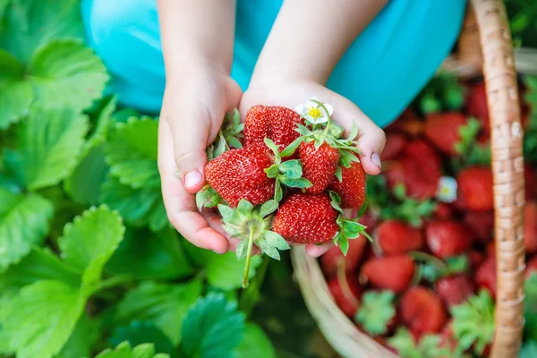 Το παιδί συλλέγει φράουλες στον κήπο. Επιλεκτική εστίαση. — Φωτογραφία Αρχείου