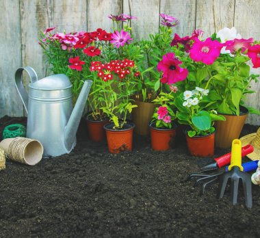 Küçük bir kız çiçek ekiyor. Genç bahçıvan. Seçici odak.