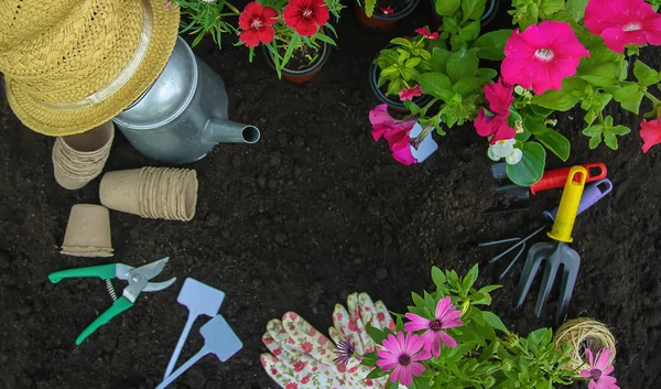 Una niña está plantando flores. El joven jardinero. Enfoque selectivo. — Foto de Stock