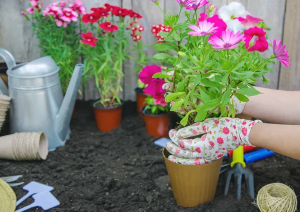 Küçük bir kız çiçek ekiyor. Genç bahçıvan. Seçici odak. — Stok fotoğraf