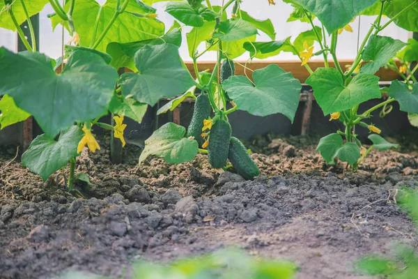 Gurken wachsen im Garten. Selektiver Fokus. — Stockfoto