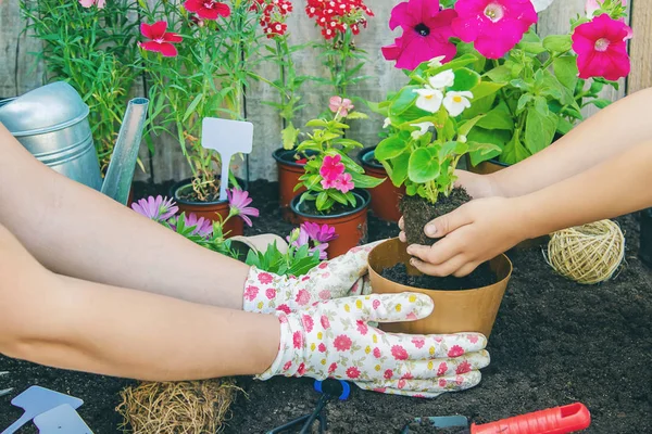 한 어린 소녀가 꽃을 심고 있습니다. 젊은 정원사. 선택적 초점. — 스톡 사진