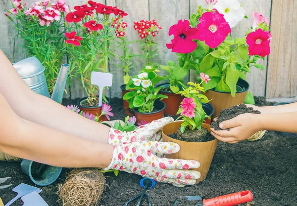 O fetiță plantează flori. Tânărul grădinar. Focalizare selectivă . — Fotografie, imagine de stoc