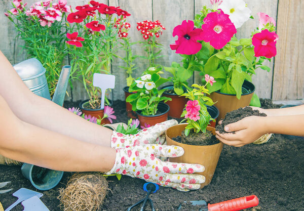 A little girl is planting flowers. The young gardener. Selective focus.