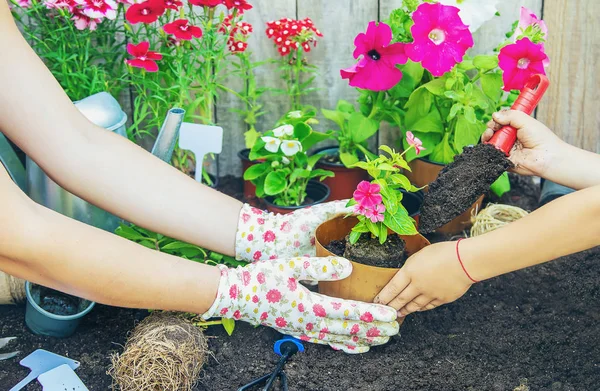 Маленькая девочка сажает цветы. Молодой садовник. Селективный фокус. — стоковое фото