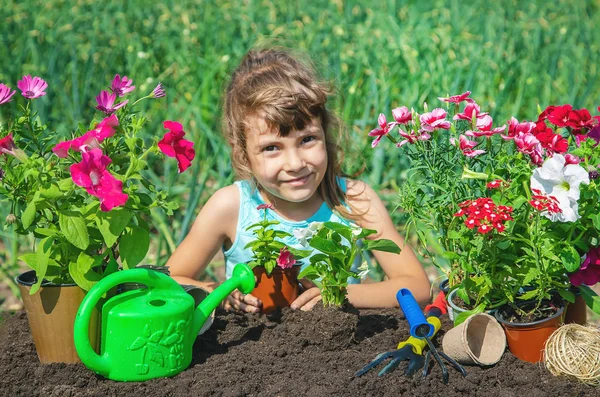 Маленька дівчинка саджає квіти. Молодий садівник. Вибірковий фокус. природа . — стокове фото