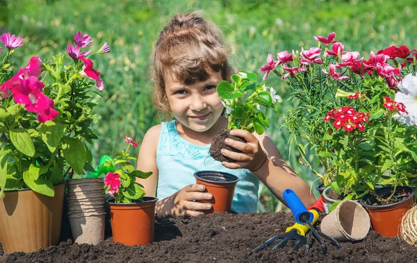 En liten flicka är plantering blommor. Den unge trädgårdsmästaren. Selektivt fokus. naturen. — Stockfoto