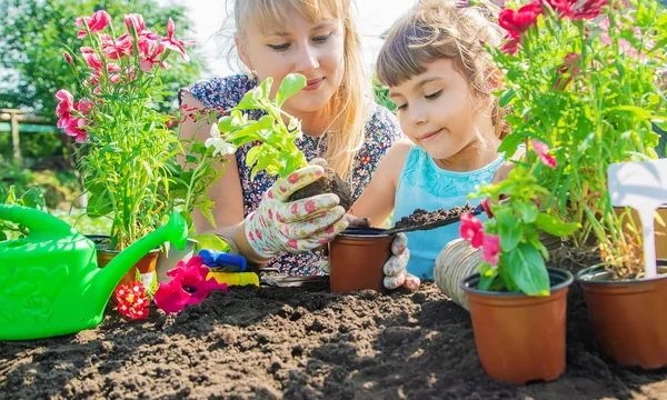 En liten flicka planterar blommor. Den unga trädgårdsmästaren. Selektiv inriktning. — Stockfoto