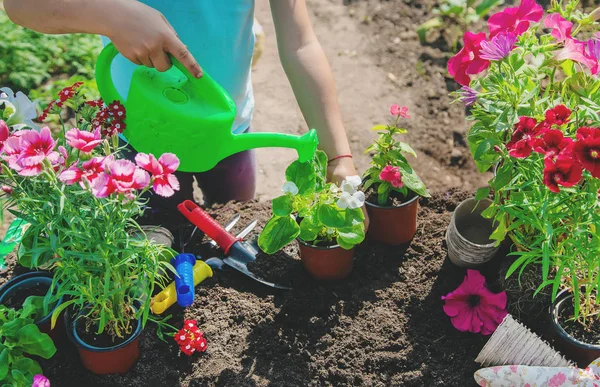 Маленька дівчинка саджає квіти. Молодий садівник. Вибірковий фокус . — стокове фото