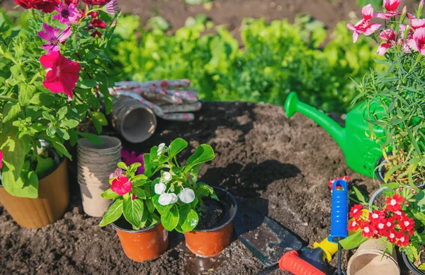 Una niña está plantando flores. El joven jardinero. Enfoque selectivo. — Foto de Stock