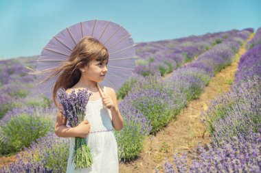 Çiçekli lavanta tarlasında ki bir çocuk. Seçici odaklama.