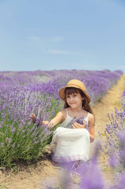 Çiçekli lavanta tarlasında ki bir çocuk. Seçici odaklama.
