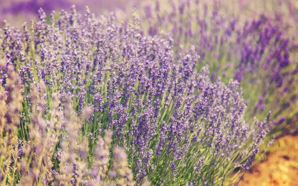 Blühendes Lavendelfeld. Sommerblumen. Selektiver Fokus. — Stockfoto