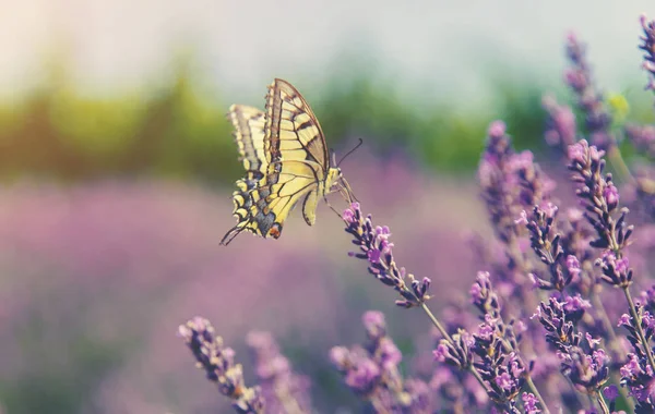 Fordømte lavendelfelt. Sommerfugl på blomster. Selektivt fokus . – stockfoto