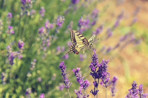 Fordømte lavendelfelt. Sommerfugl på blomster. Selektivt fokus . – stockfoto