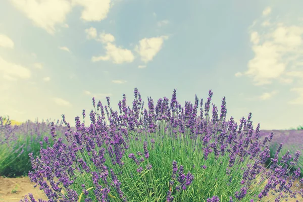 Campo de lavanda florescente. Flores de verão. Foco seletivo . — Fotografia de Stock