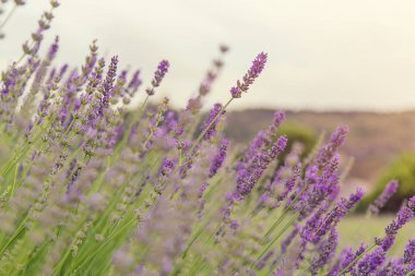 Çiçek açan lavanta tarlası. Yaz çiçekleri. Seçici odak