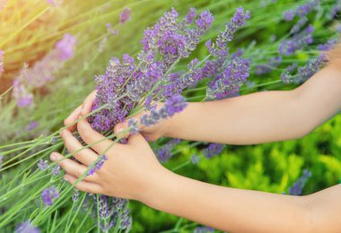 Çiçekli lavanta tarlasında ki bir çocuk. Seçici odaklama.