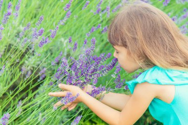 Çiçekli lavanta tarlasında ki bir çocuk. Seçici odaklama.