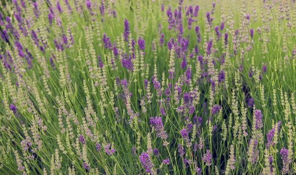 Blooming lavender field. Summer flowers. Selective focus