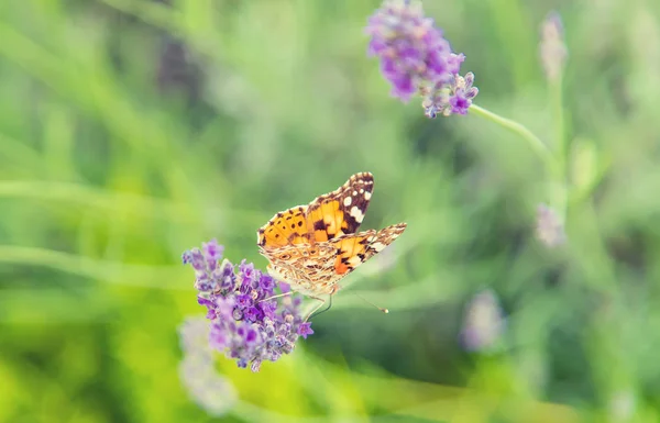 Fordømte lavendelfelt. Sommerfugl på blomster. Selektivt fokus . – stockfoto