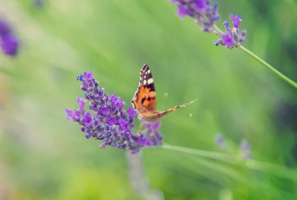 Fordømte lavendelfelt. Sommerfugl på blomster. Selektivt fokus . – stockfoto