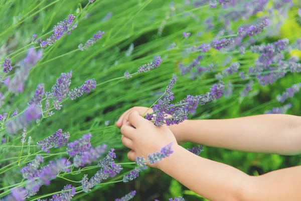 Un niño en un campo floreciente de lavanda. Enfoque selectivo . —  Fotos de Stock