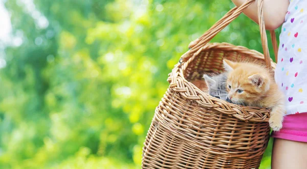 子供の手に小さな子猫。選択フォーカス. — ストック写真