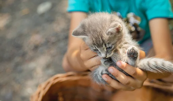 Małe kocięta w rękach dzieci. Selektywna koncentracja. — Zdjęcie stockowe