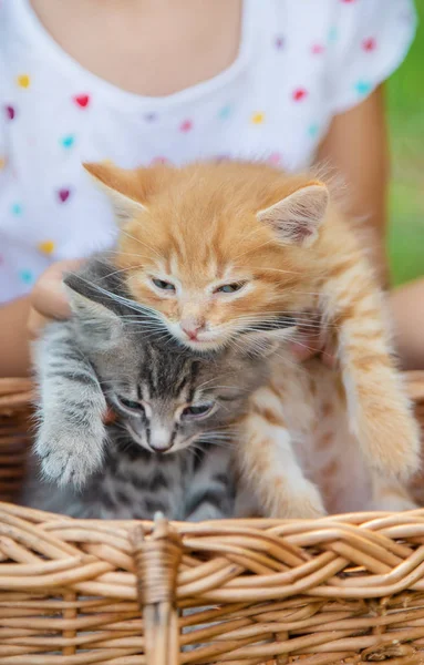 子供の手に小さな子猫。選択フォーカス. — ストック写真