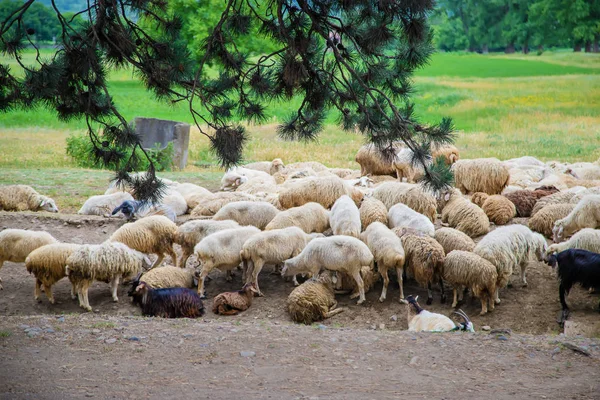 Flock av får i bergen. Resa i Georgien. Selektivt fokus. — Stockfoto