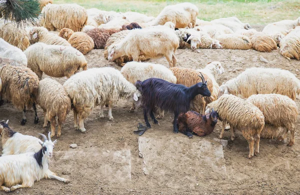 Dağlarda koyun sürüsü. Georgia'da seyahat edin. Seçici odaklama.