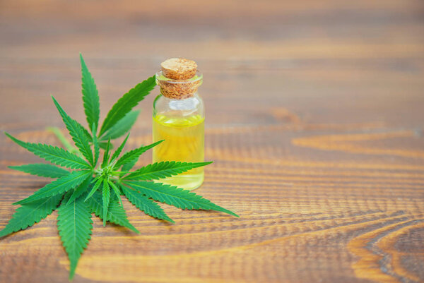 Cannabis herb and leaves for treatment broth, tincture, extract, oil. Selective focus.