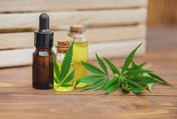 Cannabis herb and leaves for treatment broth, tincture, extract, oil. Selective focus.