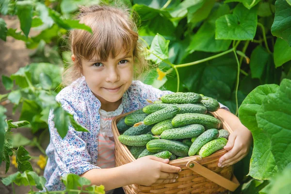 Домашнє вирощування огірків і збирання в руках дитини. вибірковий фокус . — стокове фото